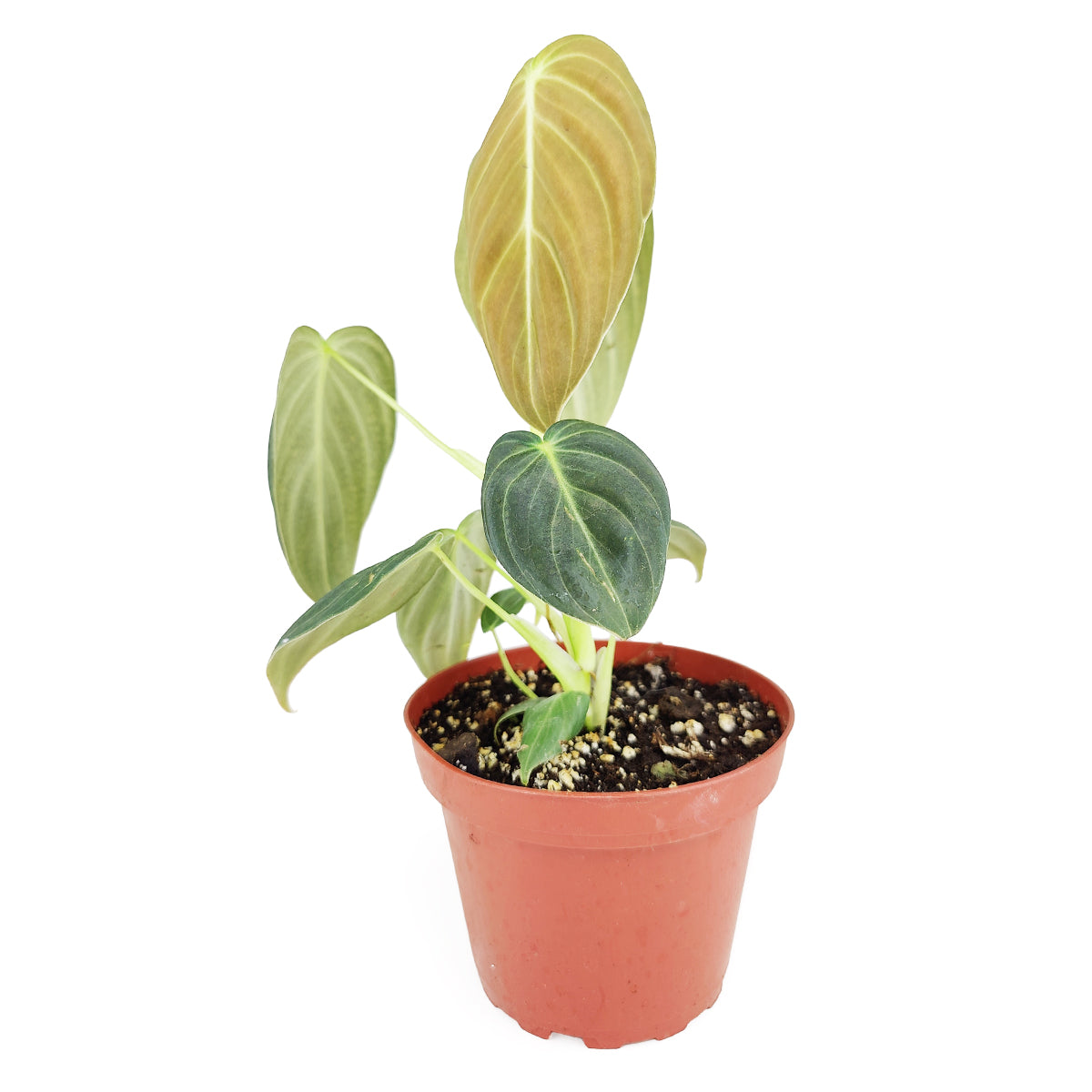 Philodendron Melanochrysum, Best Houseplants for Beginners, Easy Care Houseplants, Colorful Foliage Houseplants
