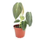 Philodendron Melanochrysum, Best Houseplants for Beginners, Easy Care Houseplants, Colorful Foliage Houseplants, Trailing Houseplants, Climbing Houseplants