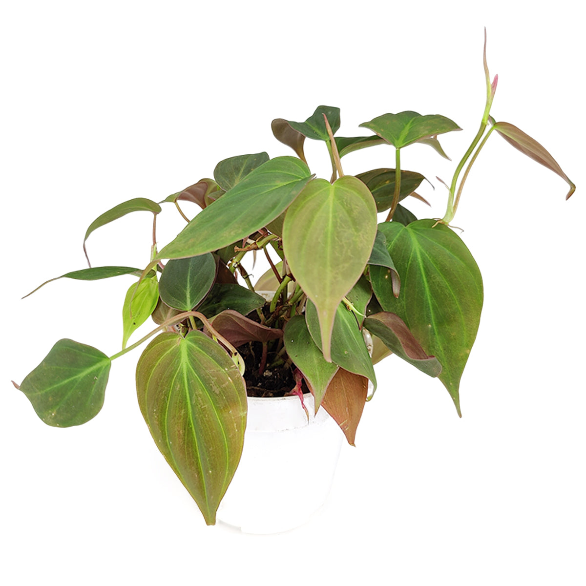 Philodendron Micans, Colorful Foliage Houseplants, Best Houseplants for Beginners, Easy Care Houseplants, Trailing and Climbing Houseplants, best place to buy outdoor plants online

