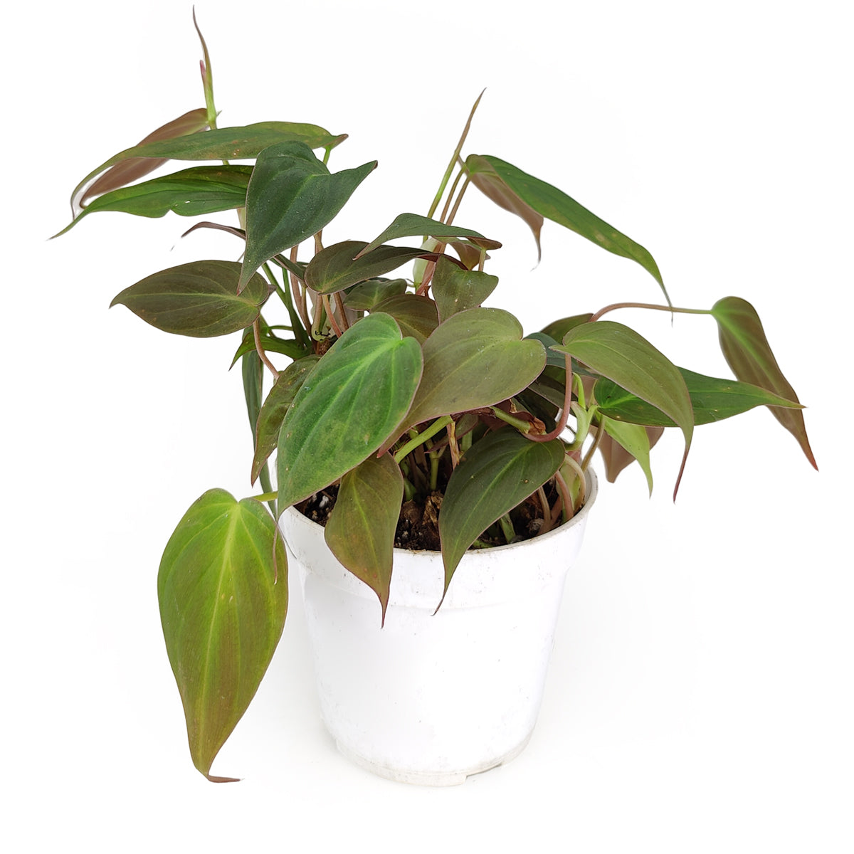 velvet leaf philodendron Philodendron Velvet - Philodendron Micans