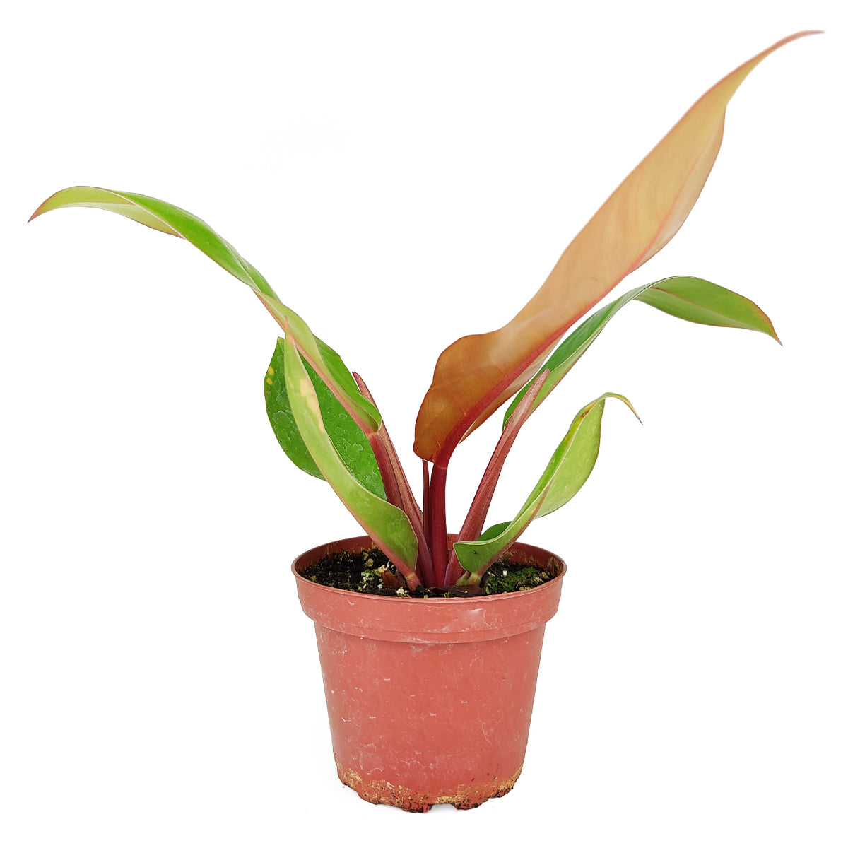 Philodendron Price of Orange, Best Houseplants for Beginners, Colorful Foliage Houseplants, How to Care for Philodendron Price of Orange, best place to buy indoor plants near me