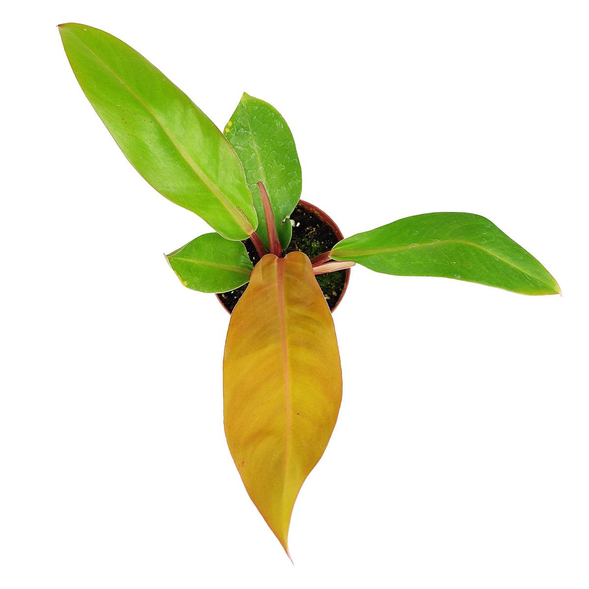 Philodendron Price of Orange, Best Houseplants for Beginners, Colorful Foliage Houseplants, How to Care for Philodendron Price of Orange, Air Purifying Houseplants