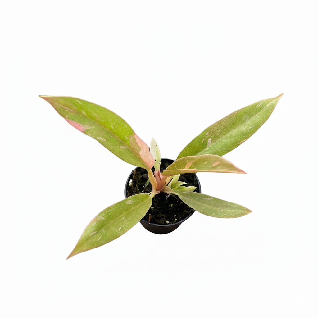 2 inch Philodendron Ring of Fire Variegated, rare tropical houseplants, small indoor plants for small space, Philodendron Ring of Fire Variegated for sale