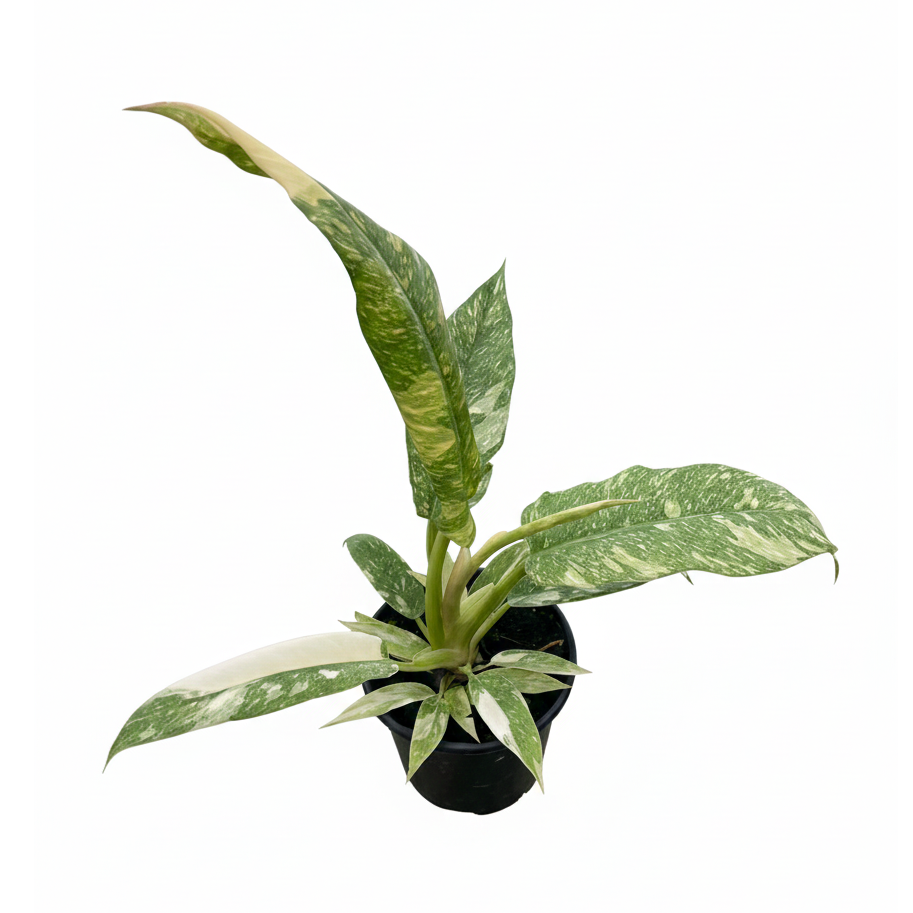 4 inch Philodendron Ring of Fire Variegated, 4 inch Philodendron plants, buy Philodendron Ring of Fire Variegated online