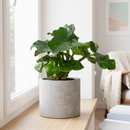 Philodendron 'Atom'