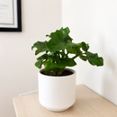 Philodendron 'Atom'