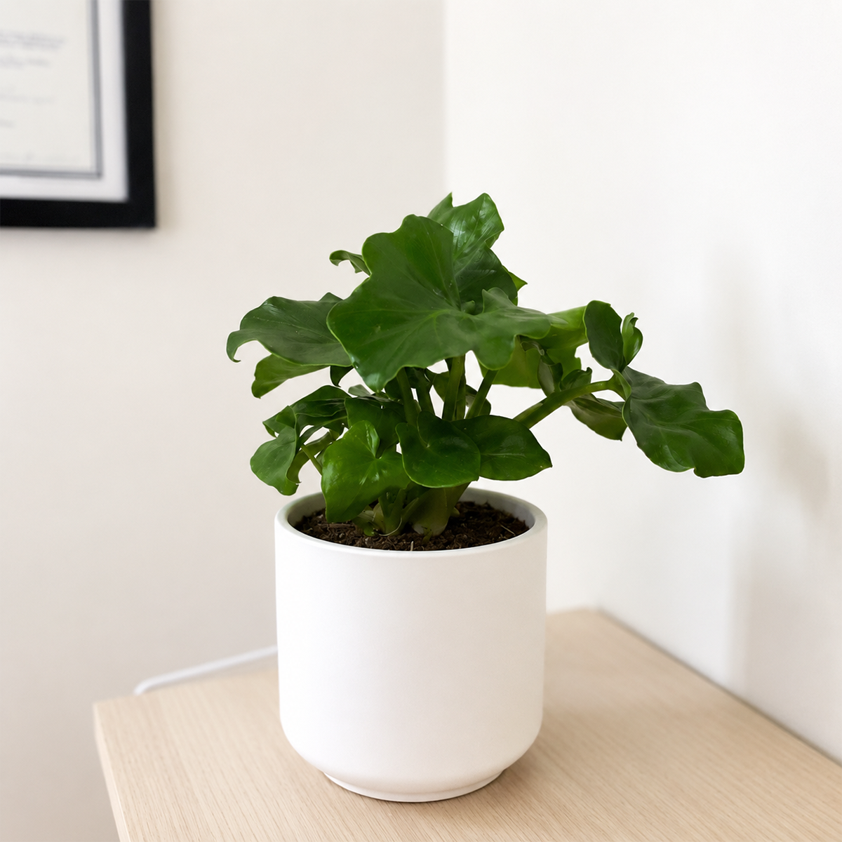6 inch Philodendron 'Atom' for sale. Philodendron 'Atom' is a compact tropical houseplant known for its deeply lobed, glossy green leaves and lush, bushy growth. It thrives in bright, indirect light with well-draining soil and prefers regular watering to keep its foliage healthy and vibrant. This easy-care indoor plant is perfect for homes, offices, or anyone looking to add a touch of tropical greenery to their plant collection.