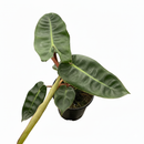 4 inch philodendron plants, decorative houseplants, buy live plants online, 4 inch houseplants for sale