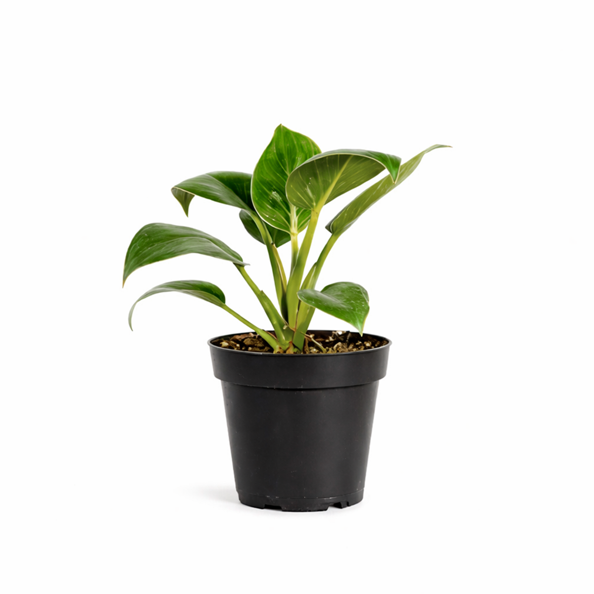 Philodendron Birkin, variegated houseplants, bright and medium light plants, indoor plant gift ideas