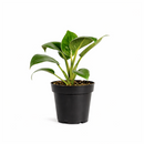 Philodendron Birkin, variegated houseplants, bright and medium light plants, indoor plant gift ideas