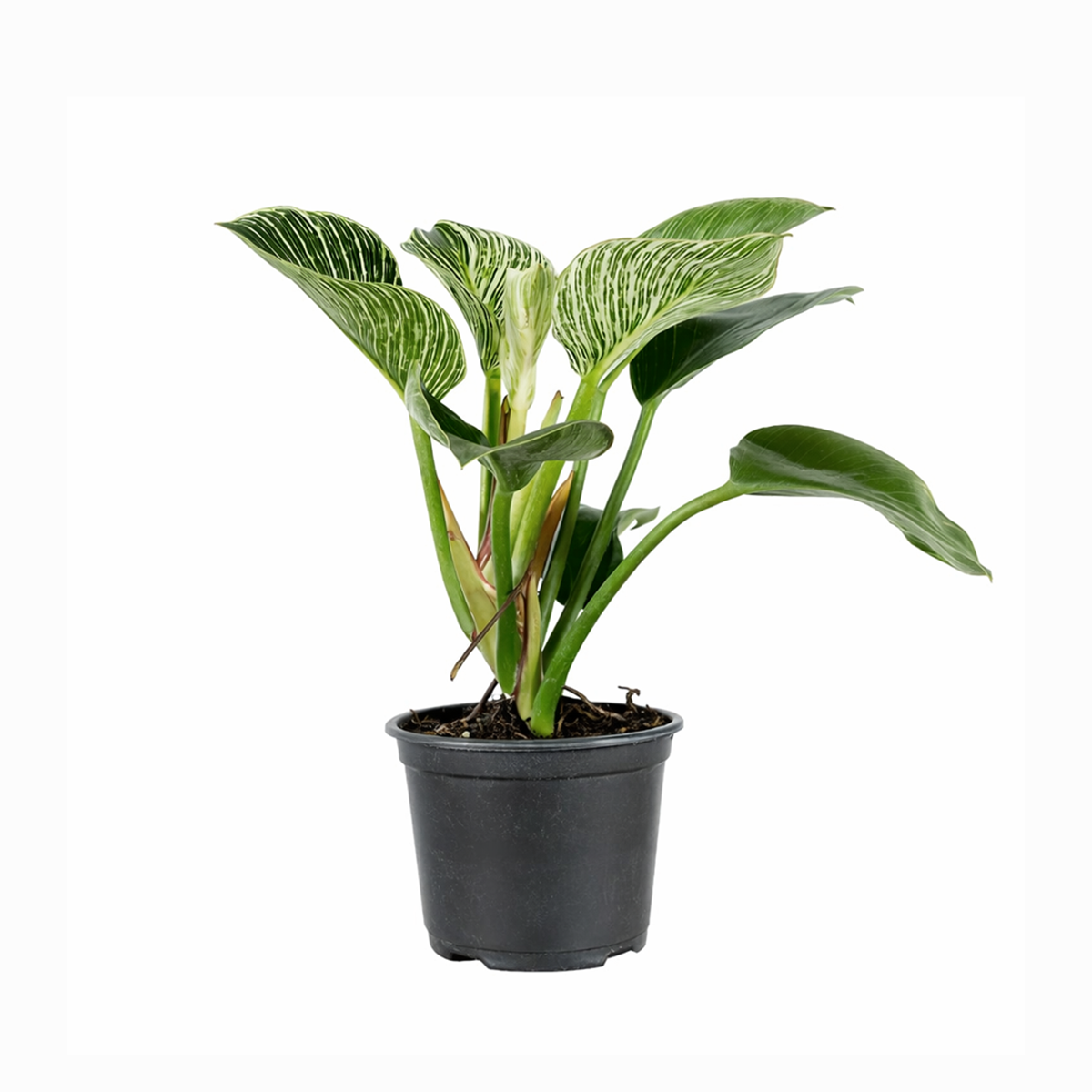 Philodendron Birkin, variegated houseplants, bright and medium light plants, indoor plant gift ideas