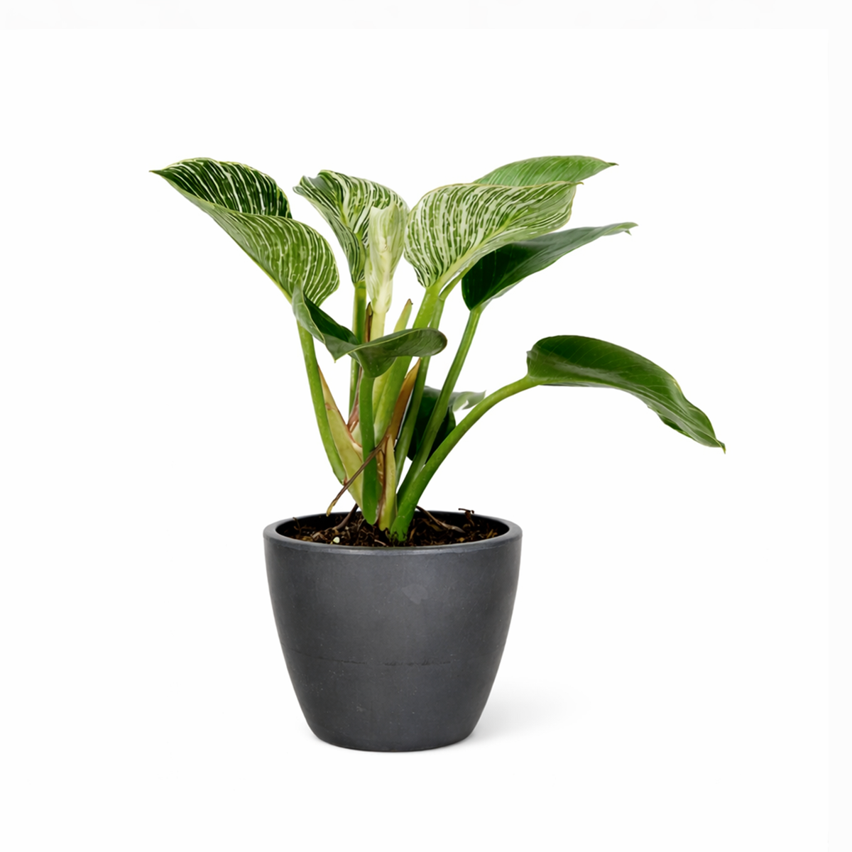 Philodendron Birkin, variegated houseplants, bright and medium light plants, indoor plant gift ideas