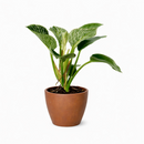Philodendron Birkin, variegated houseplants, bright and medium light plants, indoor plant gift ideas