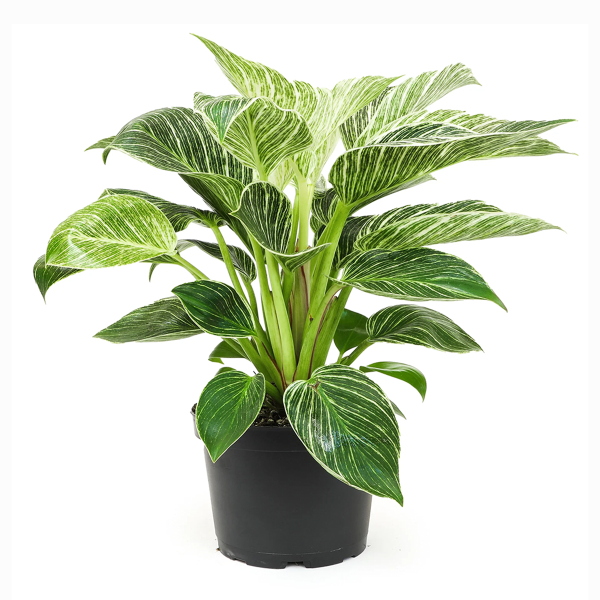 Philodendron Birkin, variegated houseplants, bright and medium light plants, indoor plant gift ideas