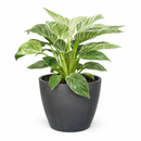 Philodendron Birkin, variegated houseplants, bright and medium light plants, indoor plant gift ideas