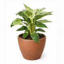 Philodendron Birkin, variegated houseplants, bright and medium light plants, indoor plant gift ideas