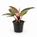 A potted variegated Philodendron plant with red and green variegated leaves in a black plastic nursery pot, photographed against a solid white background.
