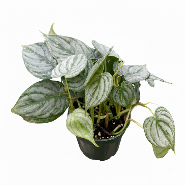 philodendron beansii Philodendron Brandi - Silver Variegated Leaves, Tropical Houseplants