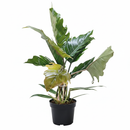Philodendron Choco Empress - Live Houseplant