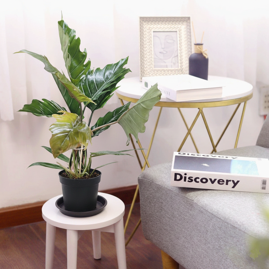 is coffee good for philodendron Philodendron Choco Empress