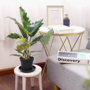 Philodendron Choco Empress