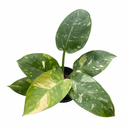 4 inch Philodendron Congo Nuclear, Philodendron live plants, air purifying plants, rare houseplants for sale, buy live plants online