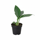 4 inch Philodendron Dragon Tail, buy houseplants online, small Philodendron plant for small space, Philodendron Dragon Tail for sale, plant shops in ca