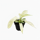 2 inch Philodendron Florida Ghost, 2 inch colorful indoor plants, buy live plants online, 2 inch rare houseplants