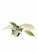 2 inch Philodendron Florida Ghost, 2 inch colorful indoor plants, buy live plants online, 2 inch rare houseplants