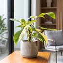 Philodendron Florida Beauty Variegated