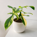 Philodendron Florida Beauty Variegated