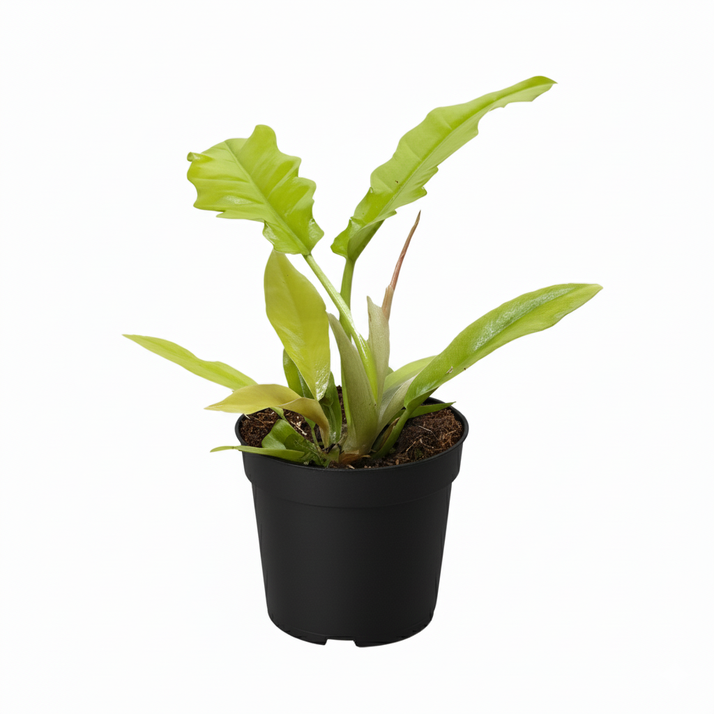 Philodendron Golden Crocodile, Eye-catching plants, Trendy Live Houseplants, 4 inch houseplants, live plants for sale