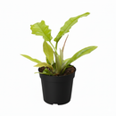 Philodendron live plants, indoor plants for sale, buy Philodendron Golden Crocodile online, Philodendron Golden Crocodile near me, plants shop in ca