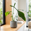 Philodendron 'Joepii'