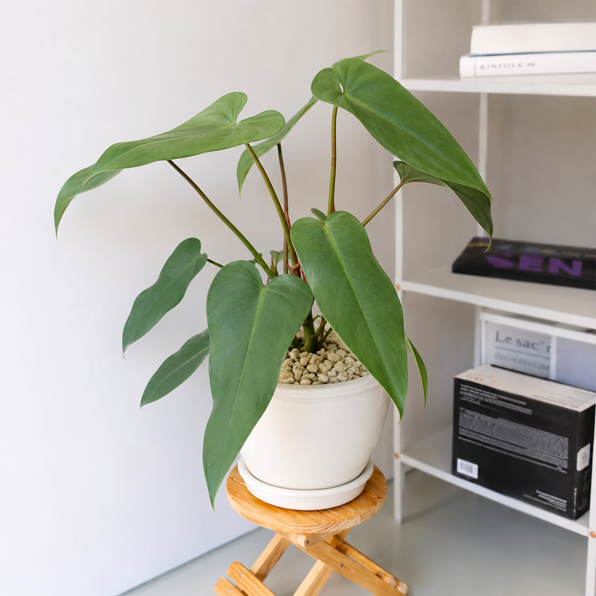 Buy 4 inch Philodendron 'Joepii' online. Philodendron 'Joepii' is a rare tropical houseplant prized for its uniquely shaped, deeply lobed leaves that make it a standout in any plant collection. It thrives in bright, indirect light with well-draining soil and benefits from regular watering and moderate to high humidity. This distinctive indoor plant is perfect for homes, offices, or collectors looking to add an uncommon Philodendron to their collection.