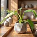 Philodendron Jose Bueno