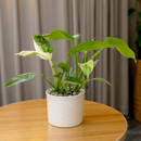 Philodendron Jose Bueno