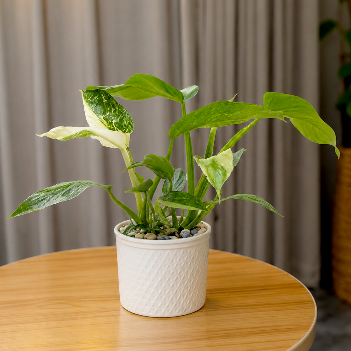 6 inch Philodendron Jose Bueno for sale. Philodendron Jose Bueno is a rare tropical houseplant admired for its large, elongated leaves featuring beautiful splashes and marbling of creamy white variegation. It thrives in bright, indirect light with well-draining soil and benefits from regular watering and moderate to high humidity. This stunning indoor plant is perfect for homes, offices, or collectors looking to add a highly sought-after Philodendron to their collection.