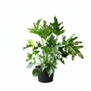 Buy Lacy Tree Philodendron Massive, Architectural Indoor Plant