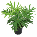 Buy Lacy Tree Philodendron Massive, Architectural Indoor Plant