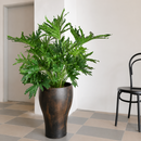 Buy Lacy Tree Philodendron Massive, Architectural Indoor Plant