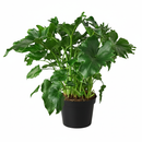 Philodendron ‘Little Hope', 6 inch houseplants, easy to care indoor plants, buy large live plants online