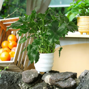 Philodendron ‘Little Hope', 6 inch houseplants, easy to care indoor plants, buy large live plants online