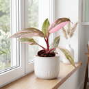 Philodendron 'Marble Pink Princess'