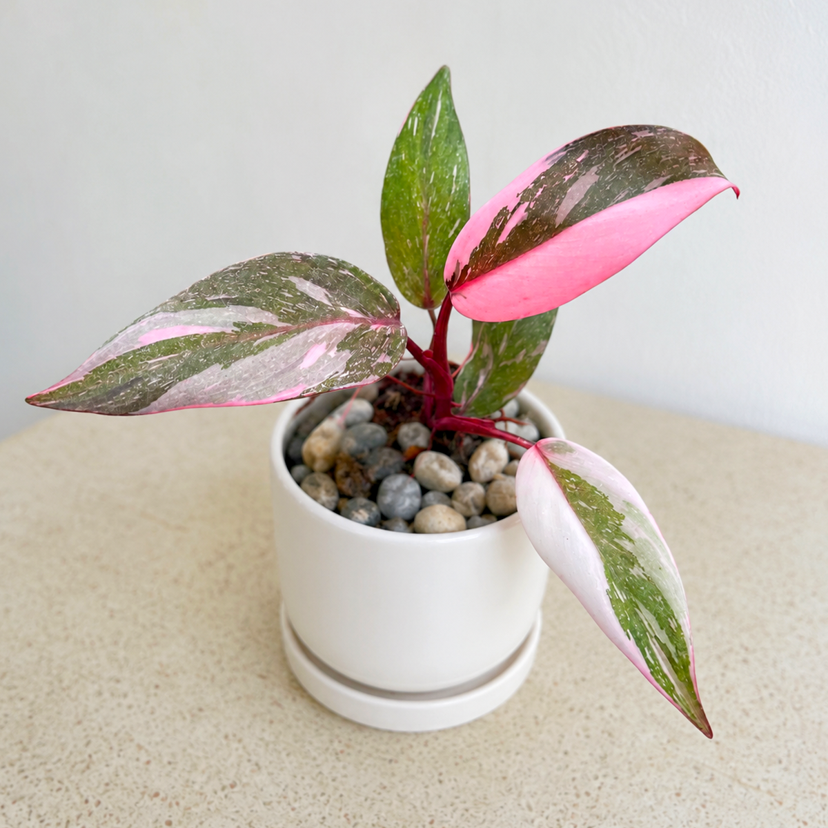 4 inch Philodendron 'Marble Pink Princess' for sale. Philodendron 'Marble Pink Princess' is a rare tropical houseplant admired for its stunning marbled variegation featuring shades of pink, cream, and deep green. It thrives in bright, indirect light with well-draining soil and benefits from regular watering and moderate to high humidity. This eye-catching indoor plant is perfect for homes, offices, or collectors looking to add a unique variegated Philodendron to their collection.
