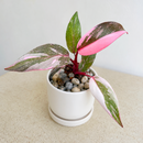 Philodendron 'Marble Pink Princess'