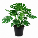 10" pot Philodendron Monstera Split-Leaf live houseplant for sale. Philodendron Monstera Split-Leaf is an impressive tropical plant with bold, deeply fenestrated foliage and a full, upright growth habit. This low-maintenance houseplant flourishes in bright, indirect light while adding lush greenery and natural elegance to any interior. An eye-catching centerpiece for homes, offices, and indoor plant collections.