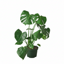 Buy Philodendron Monstera Split-Leaf live plant online, Philodendron Monstera Split-Leaf live indoor plant for home decor, Monstera Split-Leaf Philodendron indoor plant in decorative pot