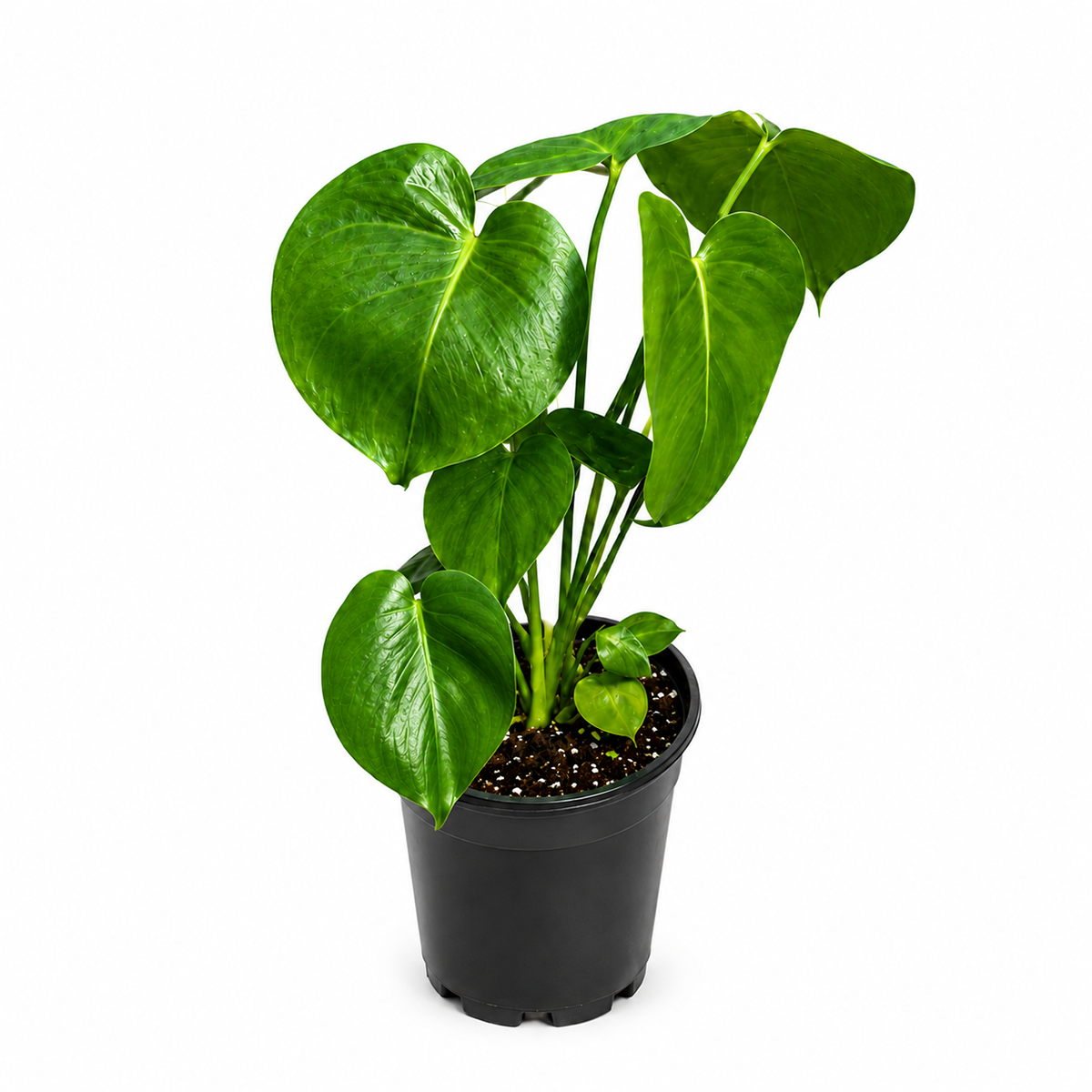 Buy Philodendron Monstera Split-Leaf live houseplant 2" pot online. Philodendron Monstera Split-Leaf is a tropical houseplant admired for its bold, deeply split green leaves and lush appearance. This easy-care plant thrives in bright, indirect light and adds a vibrant tropical touch to any indoor space. A beautiful choice for plant lovers looking to grow an iconic foliage plant indoors.