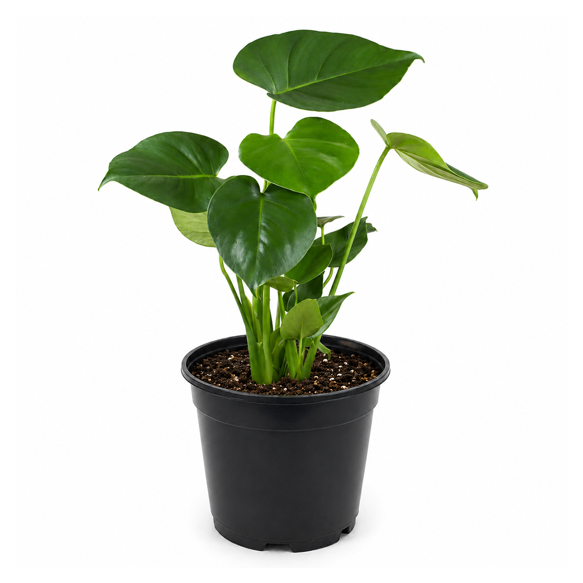 Buy Philodendron Monstera Split-Leaf live houseplant 4" pot online. With its dramatic split leaves and vibrant green foliage, this tropical plant adds texture and elegance to any room. It is low maintenance, grows well in bright, indirect light, and is suitable for both beginners and experienced plant lovers. Perfect for decorating homes, apartments, and offices.
